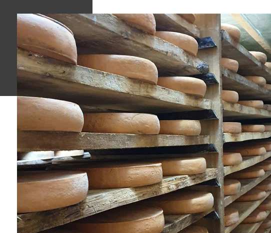 Forme di formaggio in stagionatura sulle assi di legno